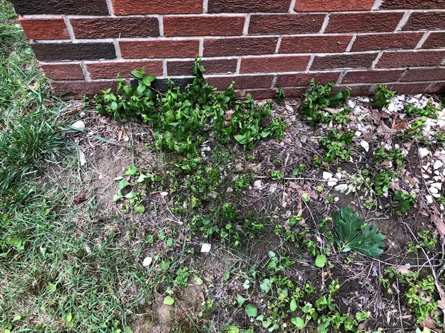 TruGreen Lawn Care — customer photo 6