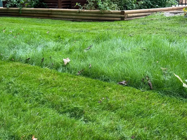 TruGreen Lawn Care — customer photo 2