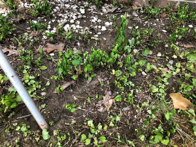 TruGreen Lawn Care — customer photo 11