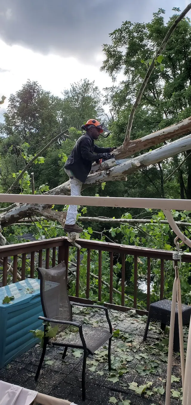 Lumberjacks Tree and Landscaping Services — customer photo 2