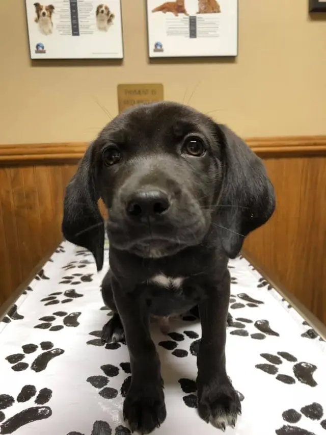 Taylor Crossing Animal Hospital — photo from the business 4