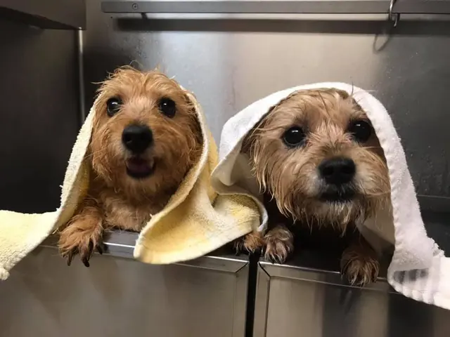 Taylor Crossing Animal Hospital — photo from the business 6