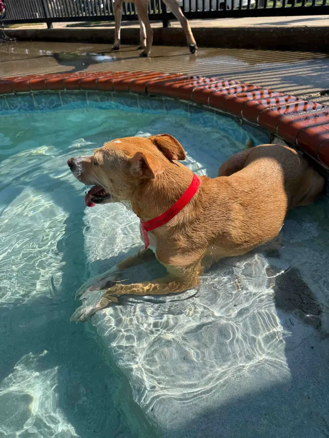 Taylor Crossing Animal Hospital — customer photo 5