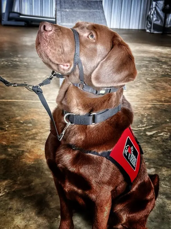 Customer photo of work by Montgomery Veterinary Associates - Vaughn Road, from Christine Copeland's review