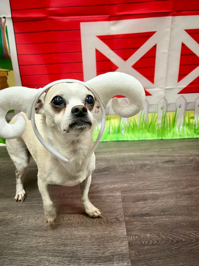 Montgomery Veterinary Associates - Vaughn Road — customer photo 9