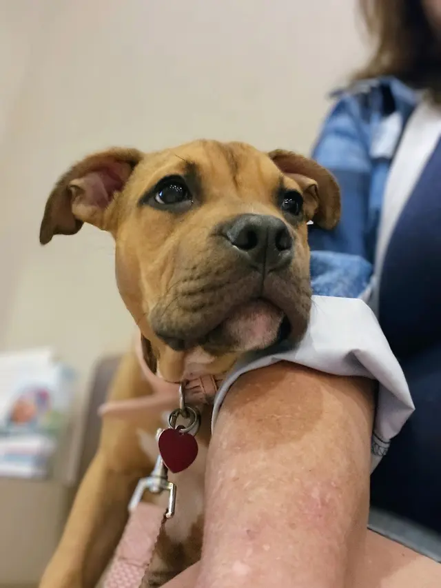 Ark Animal Hospital — customer photo 8