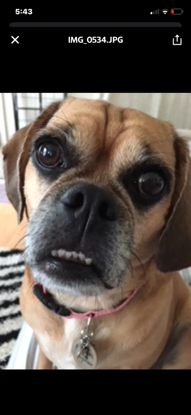 Customer photo of work by Ark Animal Hospital, from Raquel Robinson's review