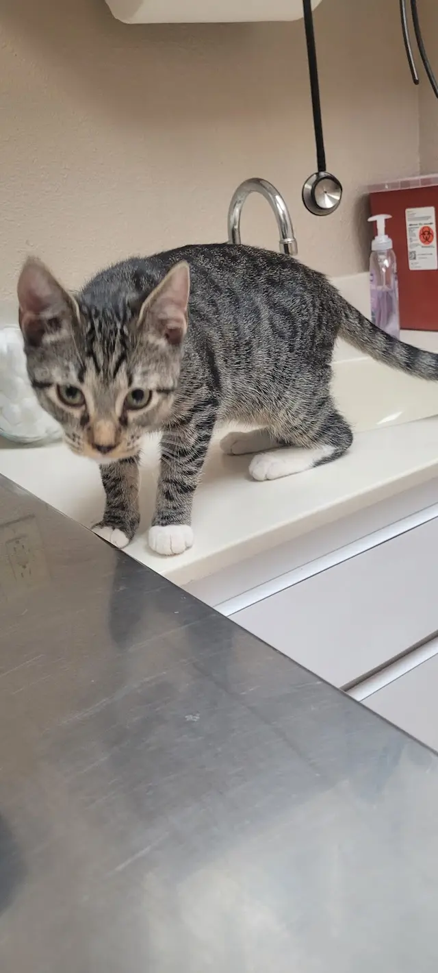 Ark Animal Hospital — customer photo 9