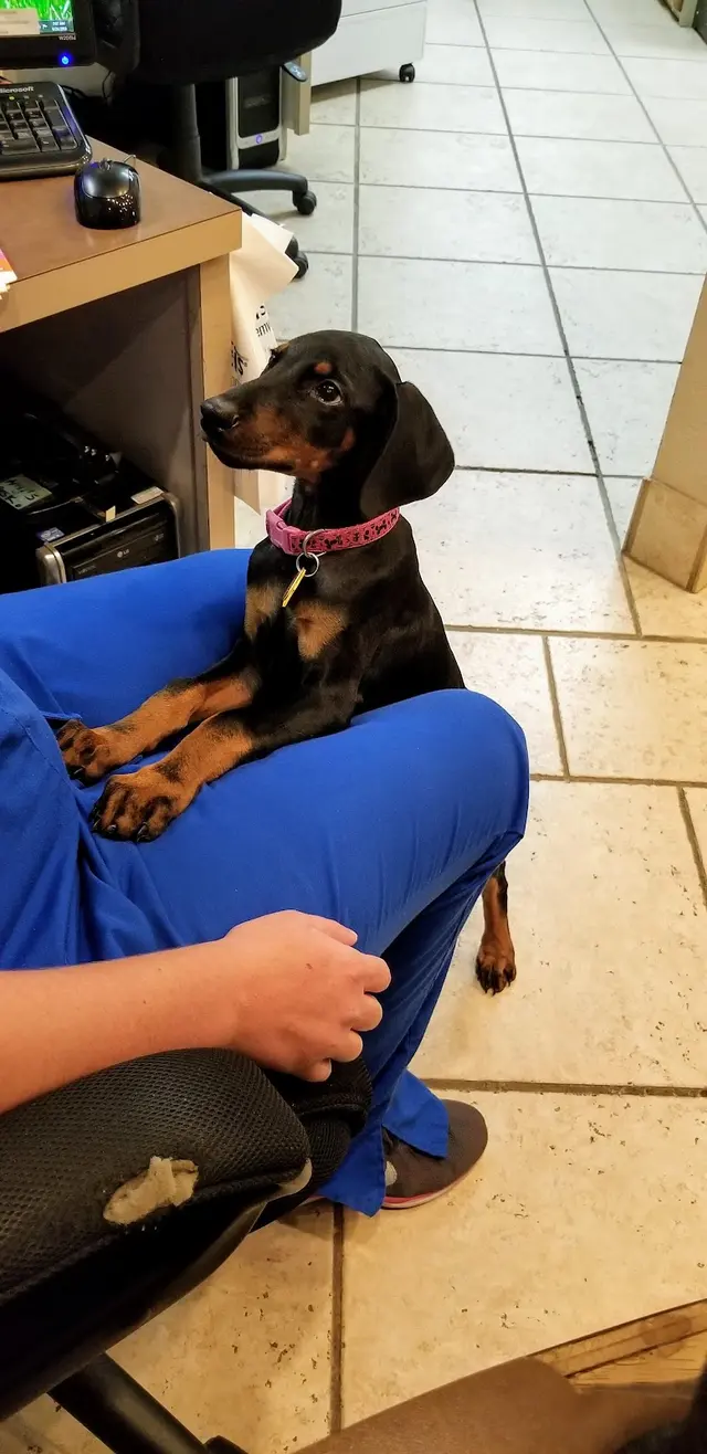 Ark Animal Hospital — customer photo 6