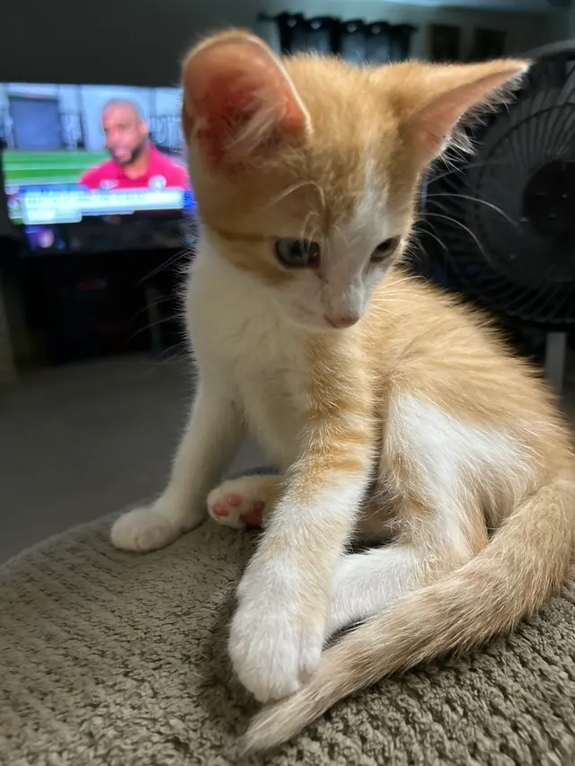 Goodwin Animal Hospital at Atlanta Highway — customer photo 7