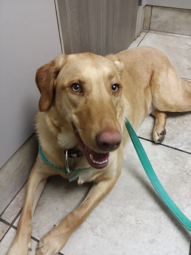 Goodwin Animal Hospital at Atlanta Highway — customer photo 9