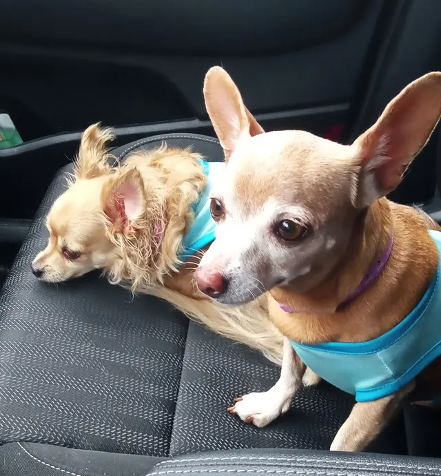 All Creatures Animal Hospital — customer photo 9