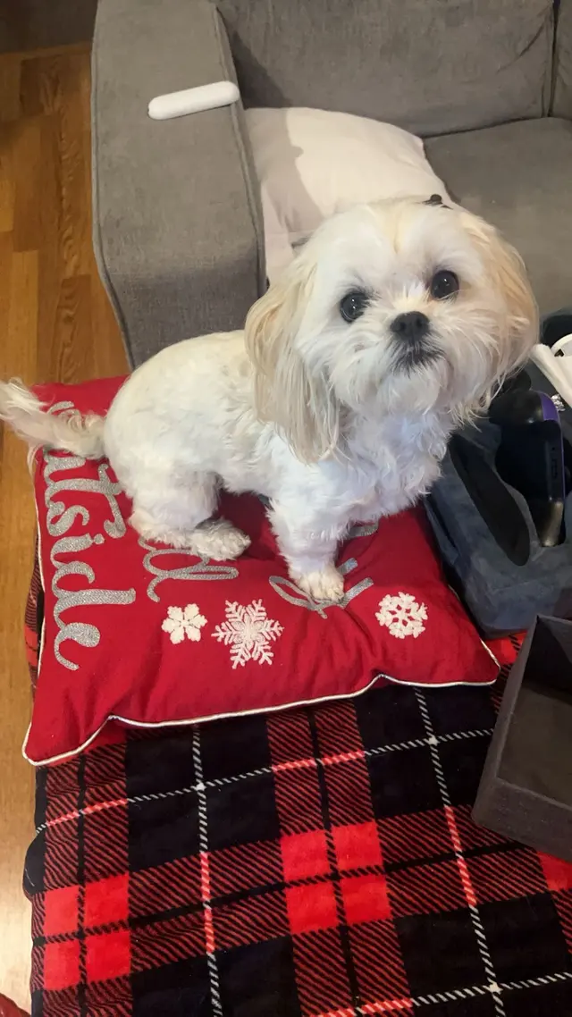 Customer photo of work by All Creatures Animal Hospital, from Roxi's review