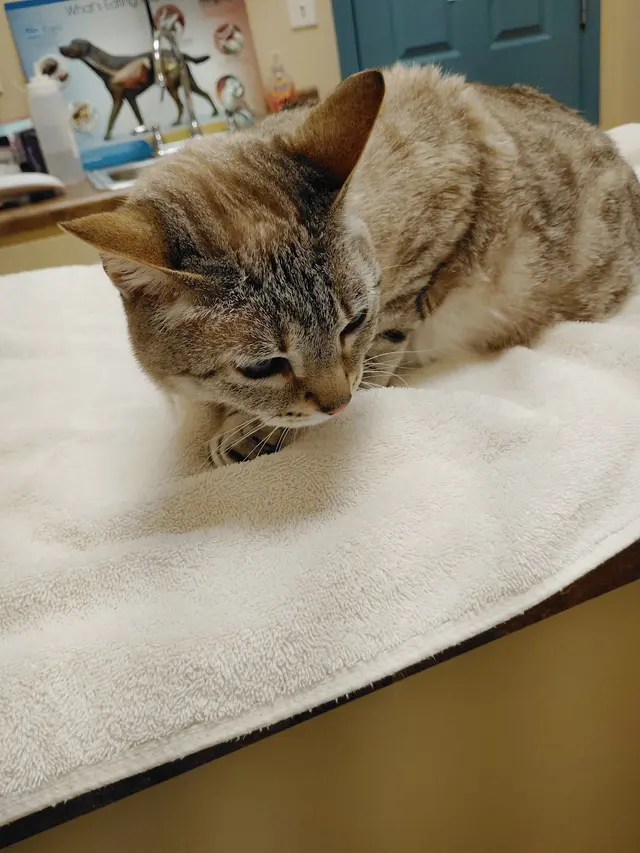All Creatures Animal Hospital — customer photo 2