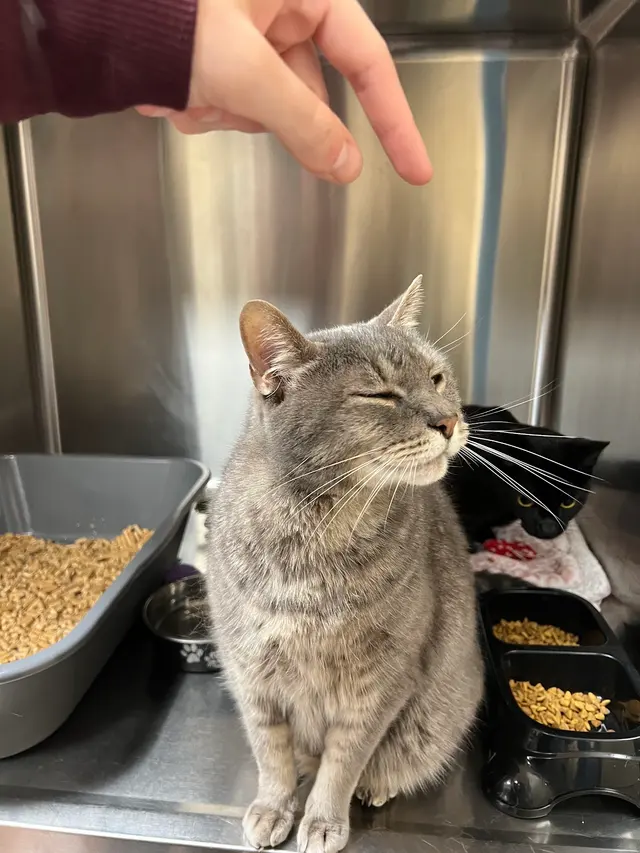 All Creatures Animal Hospital — customer photo 3