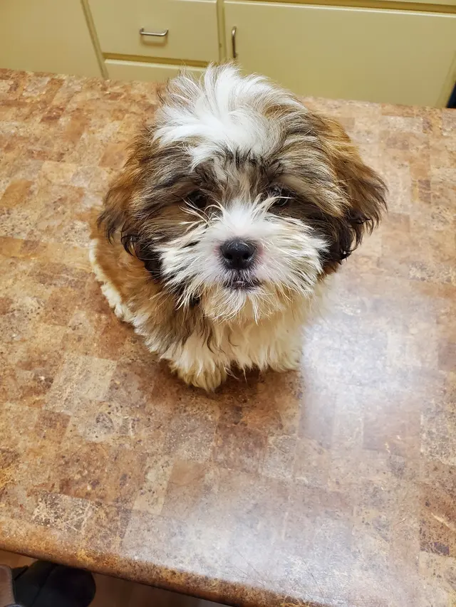 All Creatures Animal Hospital — customer photo 10