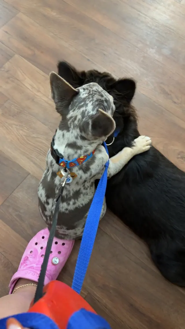All Creatures Animal Hospital — customer photo 4
