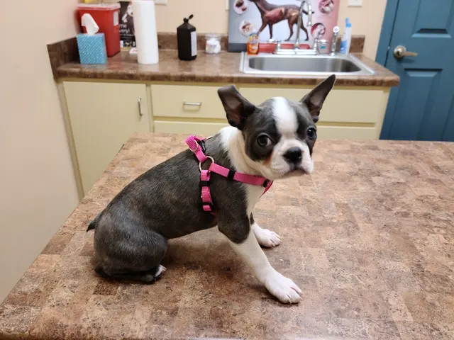 All Creatures Animal Hospital — customer photo 7