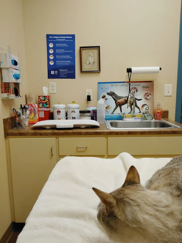 All Creatures Animal Hospital — customer photo 12