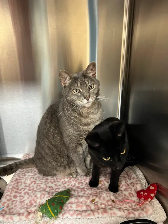 All Creatures Animal Hospital — customer photo 5