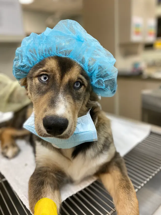 Goodwin Animal Hospital at Pike Road — photo from the business 6
