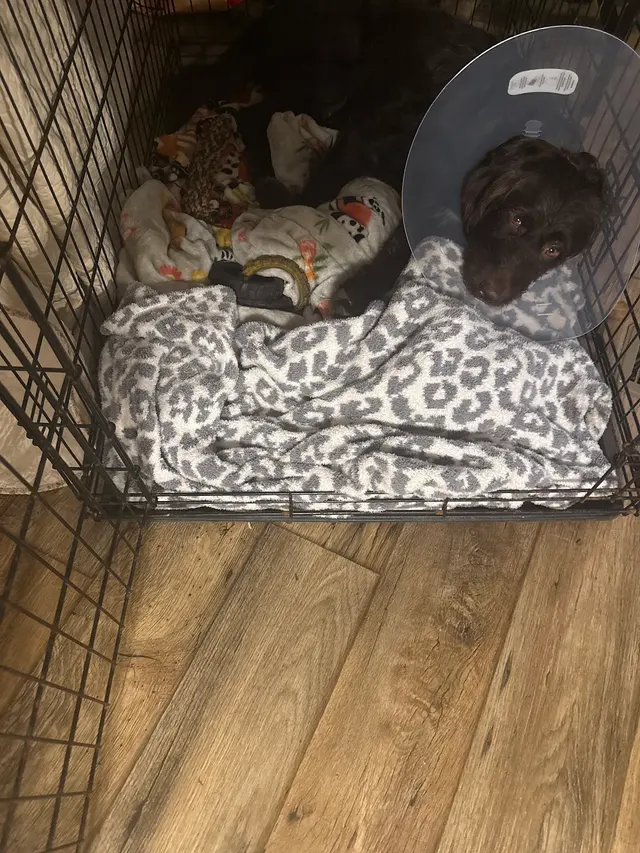 Customer photo of work by Alabama Animal Alliance, from Rachel Poore's review