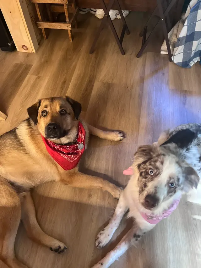 Alabama Animal Alliance — customer photo 5