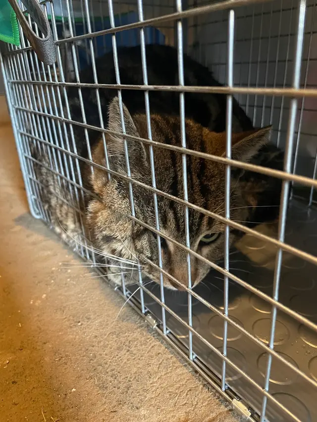 Alabama Animal Alliance — customer photo 4
