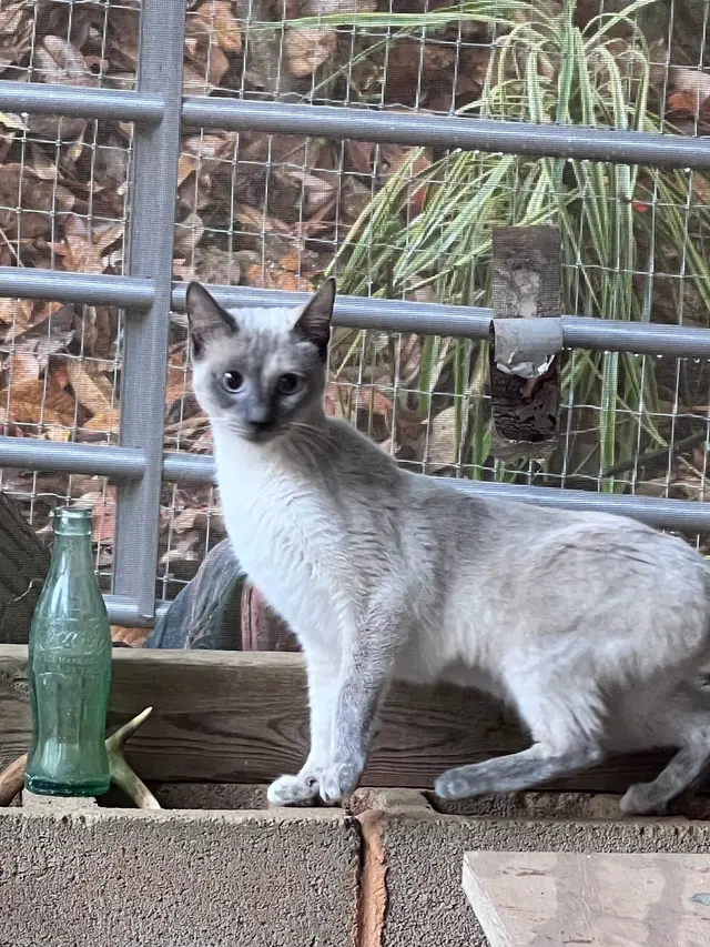 Alabama Animal Alliance — customer photo 8
