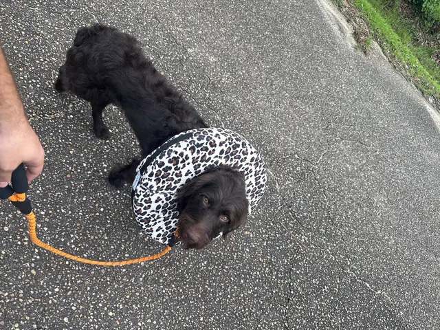 Alabama Animal Alliance — customer photo 6