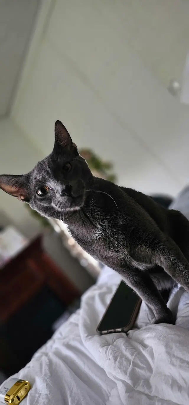 Alabama Animal Alliance — customer photo 10