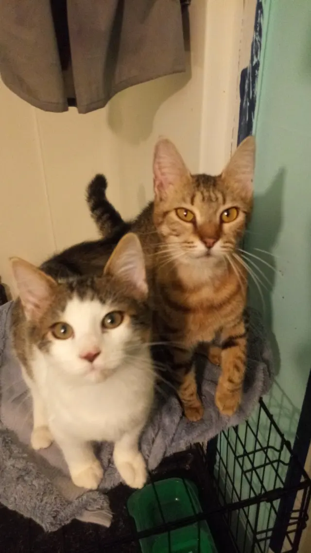 Alabama Animal Alliance — customer photo 11