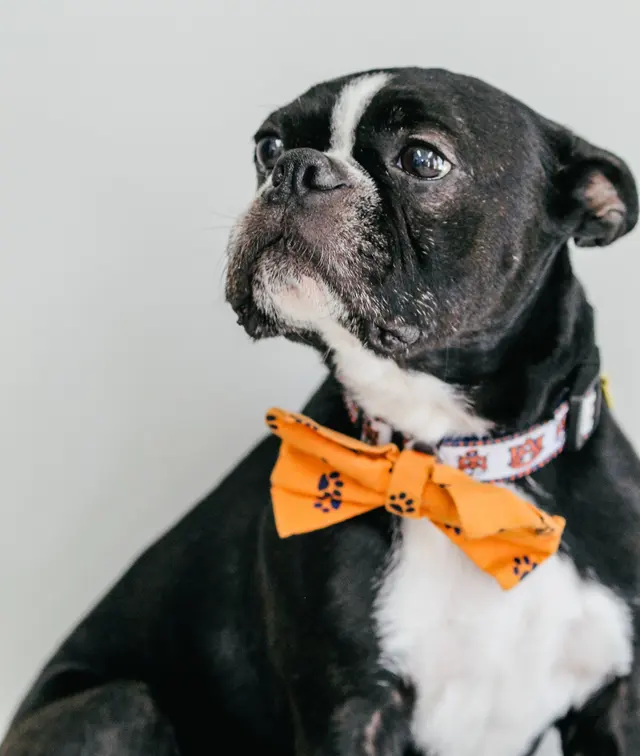 Animal Care Center — photo from the business 9