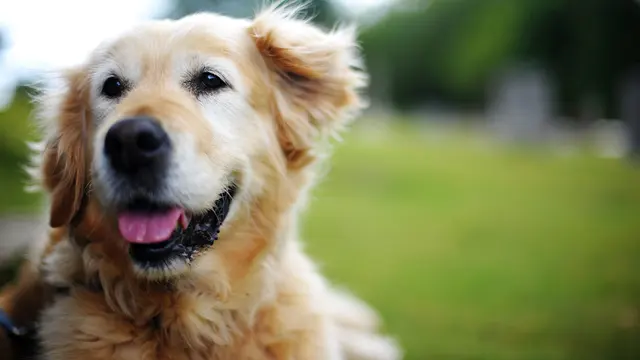 Animal Medical Clinic of Prattville, LLC — photo from the business 3