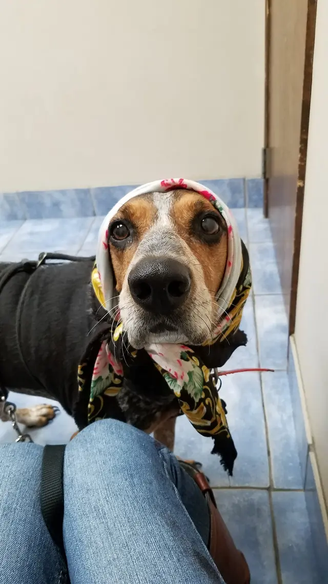 Animal Medical Clinic of Prattville, LLC — customer photo 10