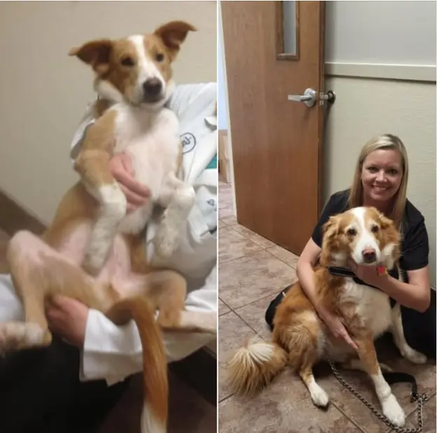 Customer photo of work by Animal Medical Clinic of Prattville, LLC, from Robert Evans's review