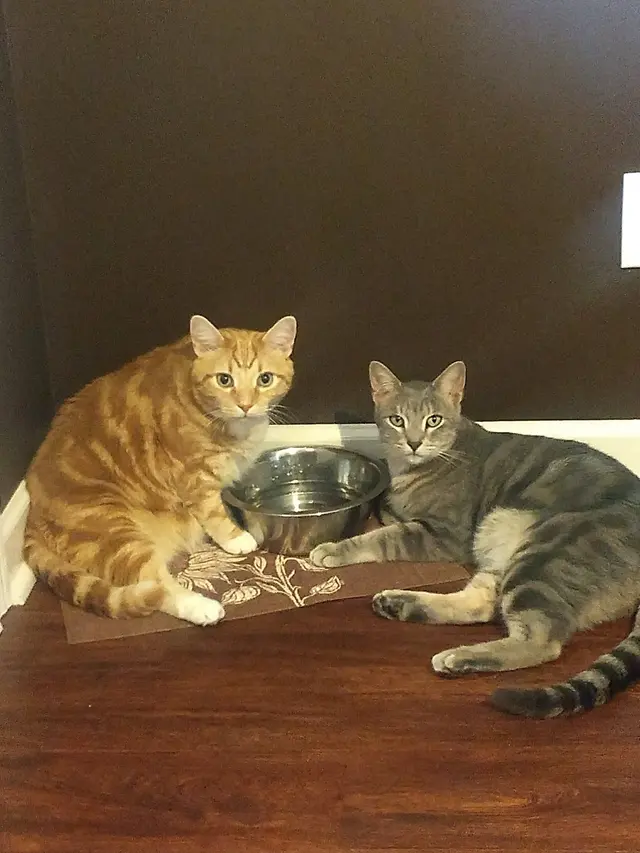 Animal Medical Clinic of Prattville, LLC — customer photo 11