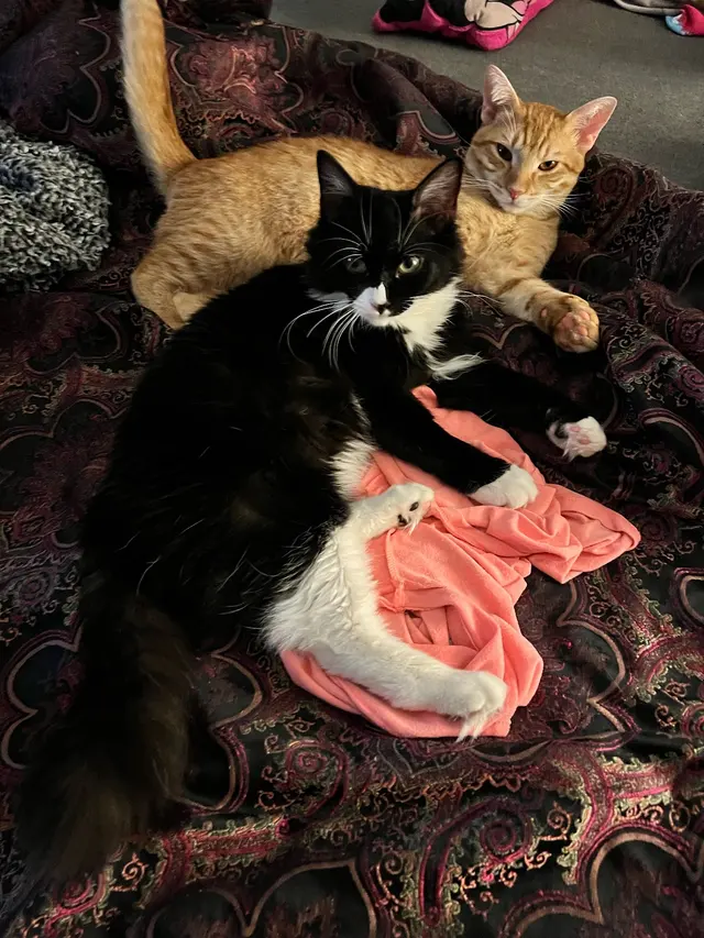 Animal Medical Clinic of Prattville, LLC — customer photo 2