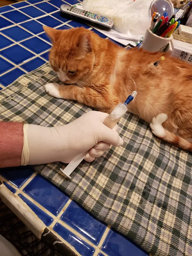 Animal Medical Clinic of Prattville, LLC — customer photo 6