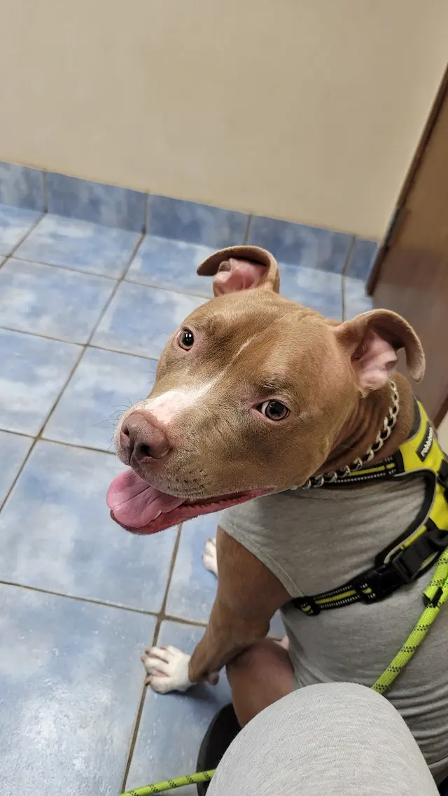 Animal Medical Clinic of Prattville, LLC — customer photo 4