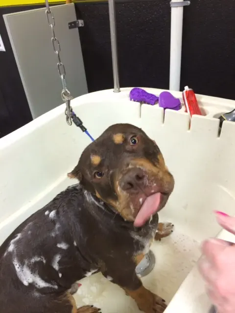 Hair Of The Dog Grooming Salon — photo from the business 1