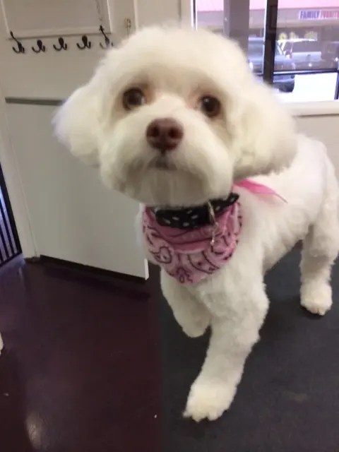 Hair Of The Dog Grooming Salon — photo from the business 9
