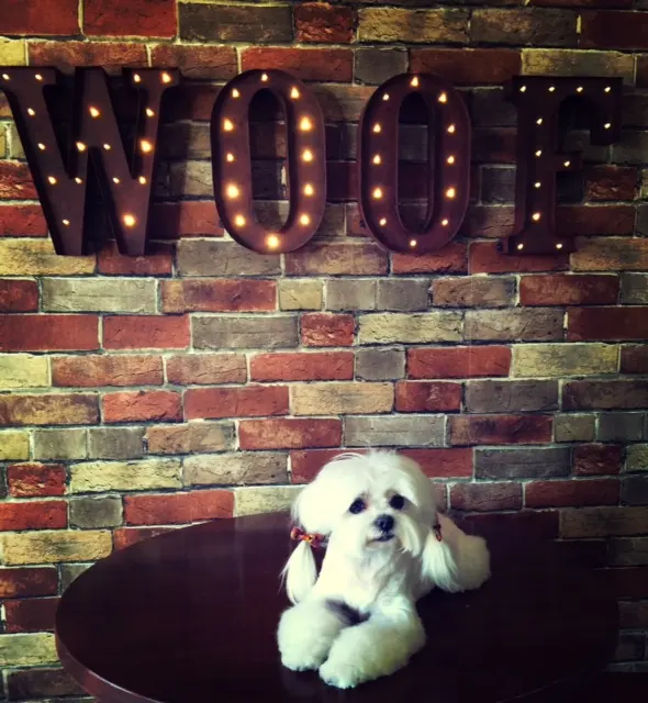 Hair Of The Dog Grooming Salon — photo from the business 10