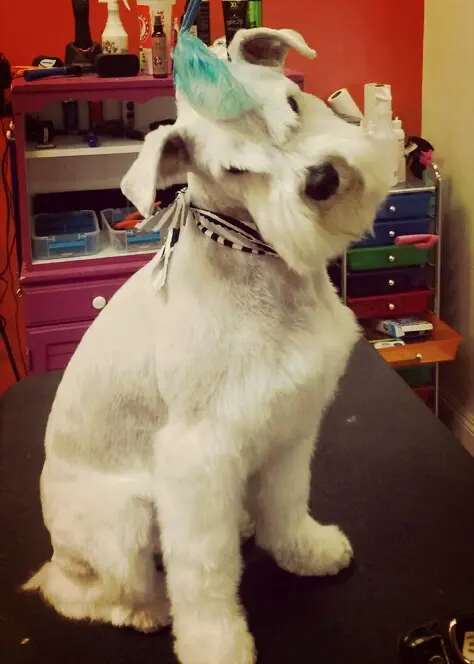 Hair Of The Dog Grooming Salon — photo from the business 5