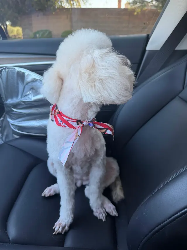 Hair Of The Dog Grooming Salon — customer photo 12