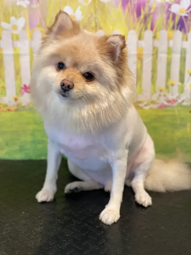 SOS Dog Grooming — photo from the business 11