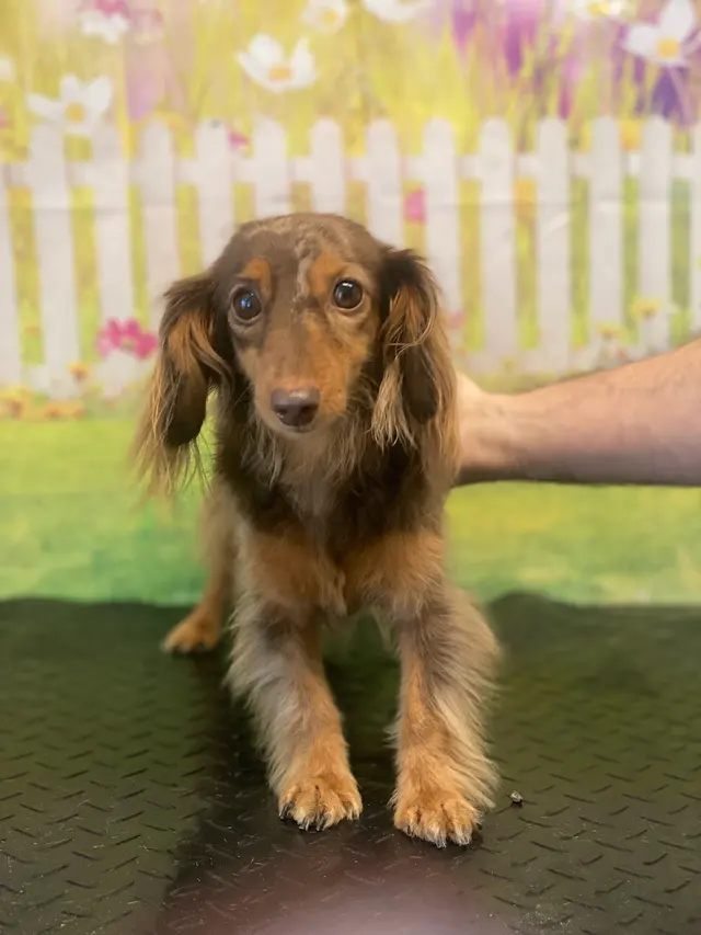 SOS Dog Grooming — photo from the business 12