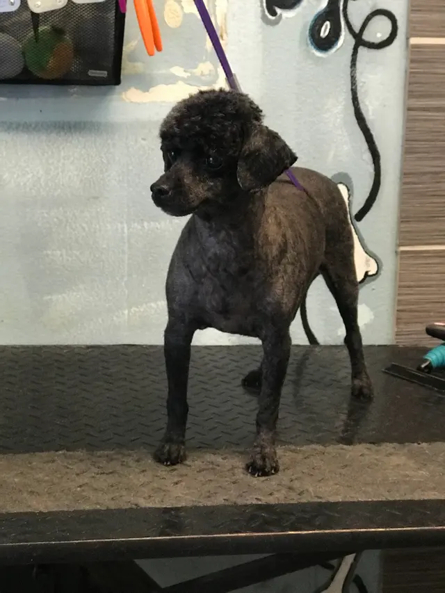 SOS Dog Grooming — photo from the business 8
