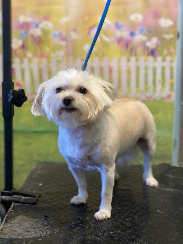 SOS Dog Grooming — photo from the business 3
