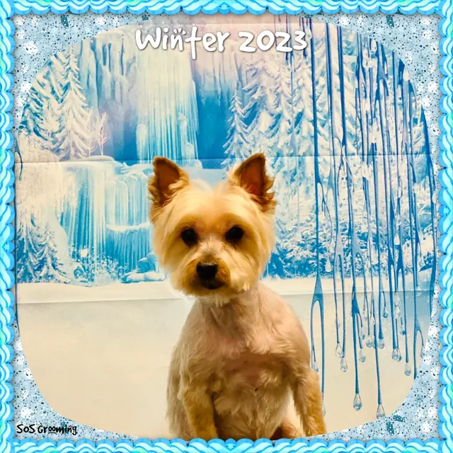 SOS Dog Grooming — photo from the business 10